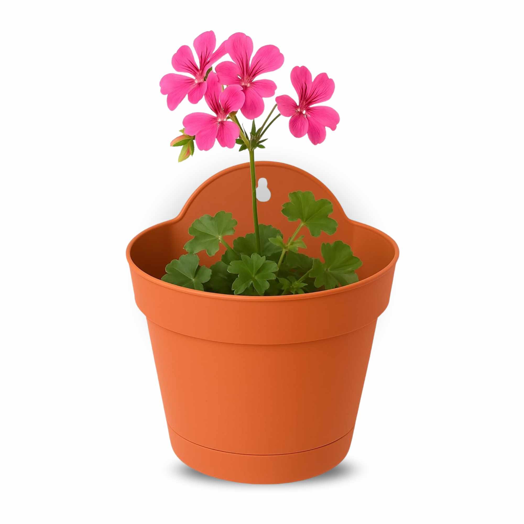 Maceta 17 Cm Terracota Con Plato apto para Pared - imagen 1